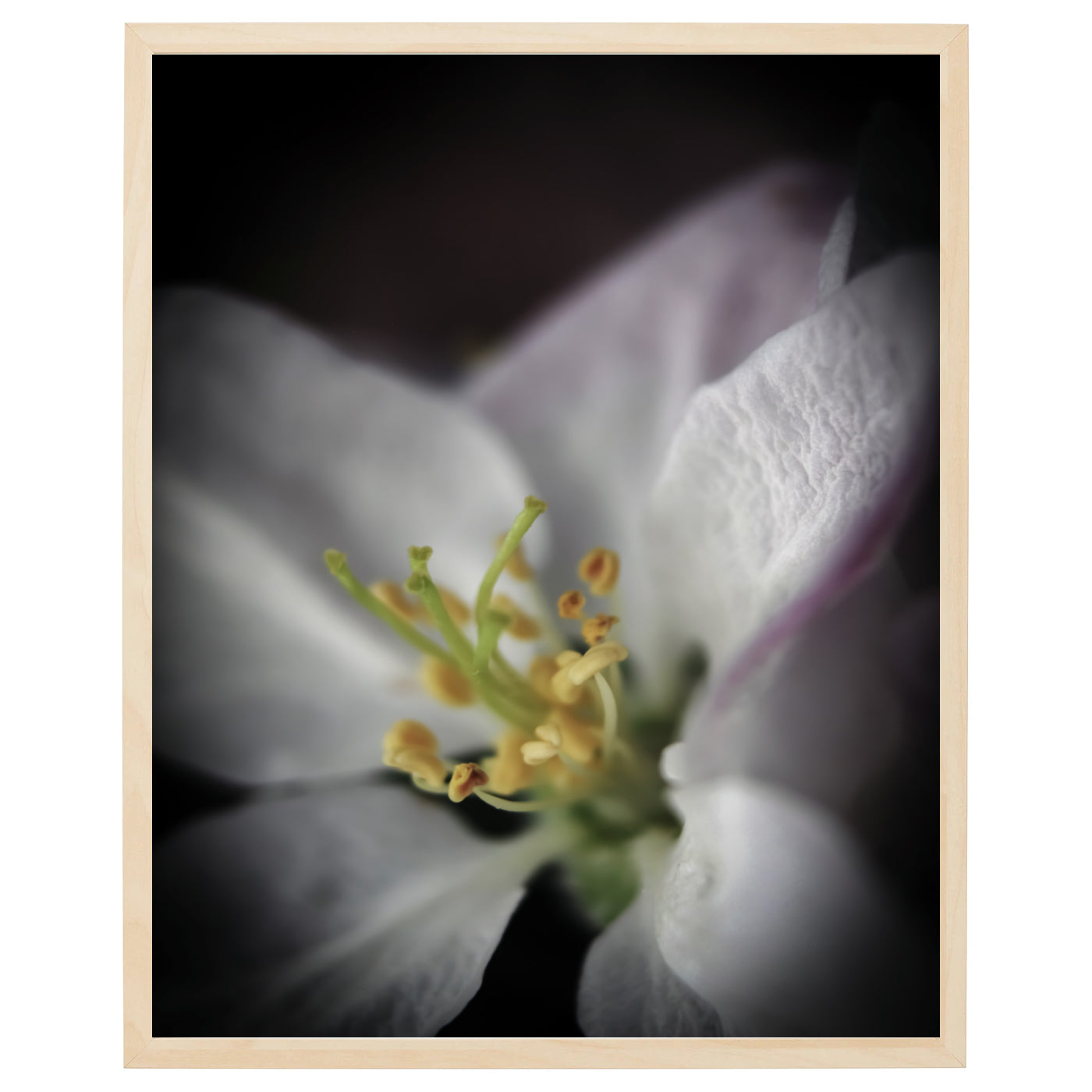 Closeup billede af en hvid blomst med detaljerede kronblade på sort baggrund.