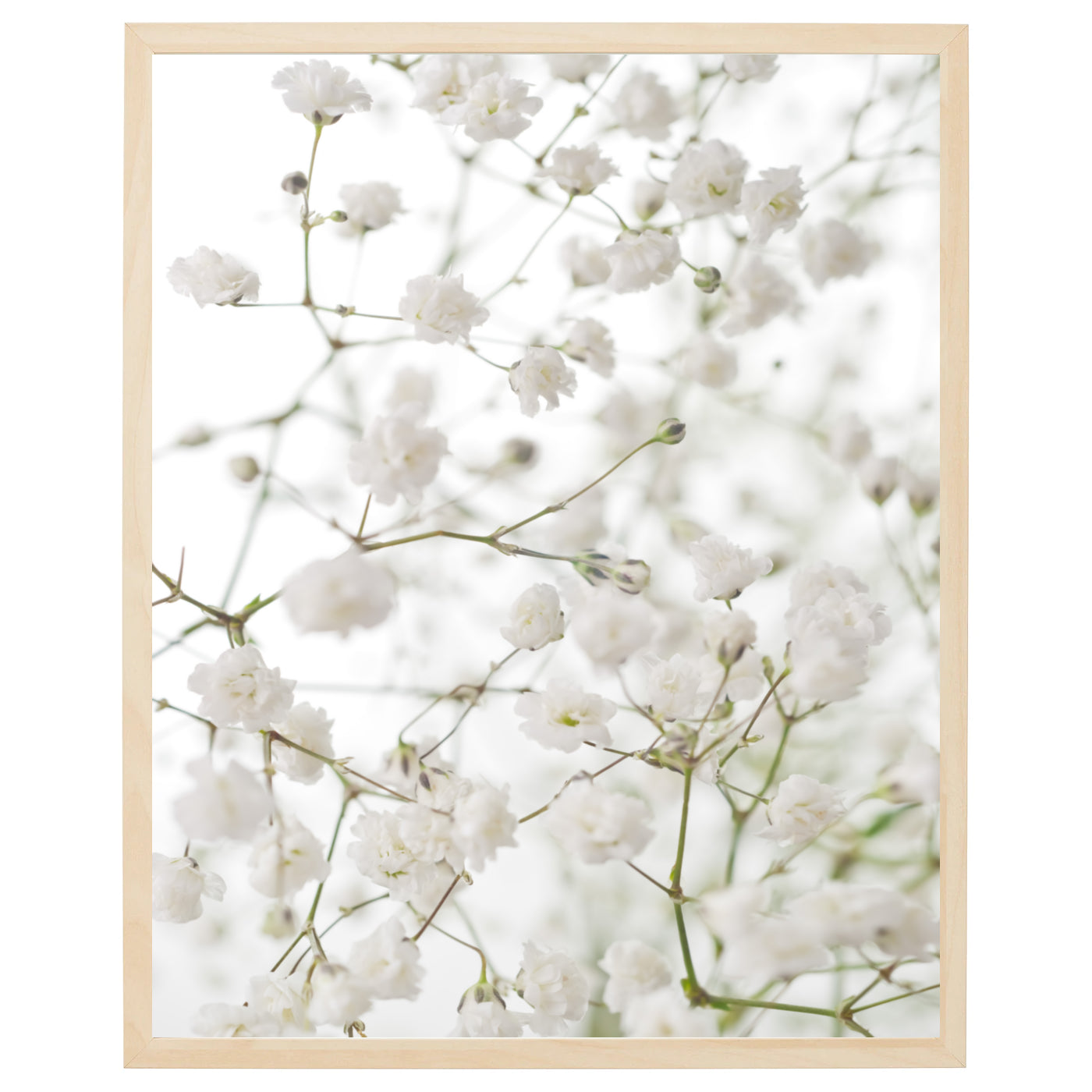 En plakat med hvide gypsophila blomster på en lys baggrund. Blomsterne er små og tæt siddende og skaber et flot skulpturelt element på plakaten. Den lyse baggrund fremhæver blomsternes detaljer og skaber en følelse af lethed og bevægelse.