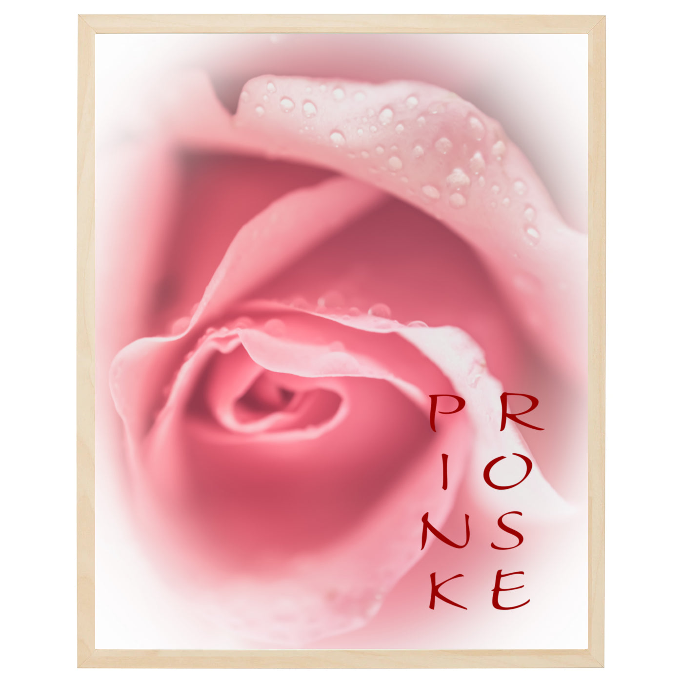 Closeup billede af en lyserød rose med bløde kronblade på hvid baggrund.