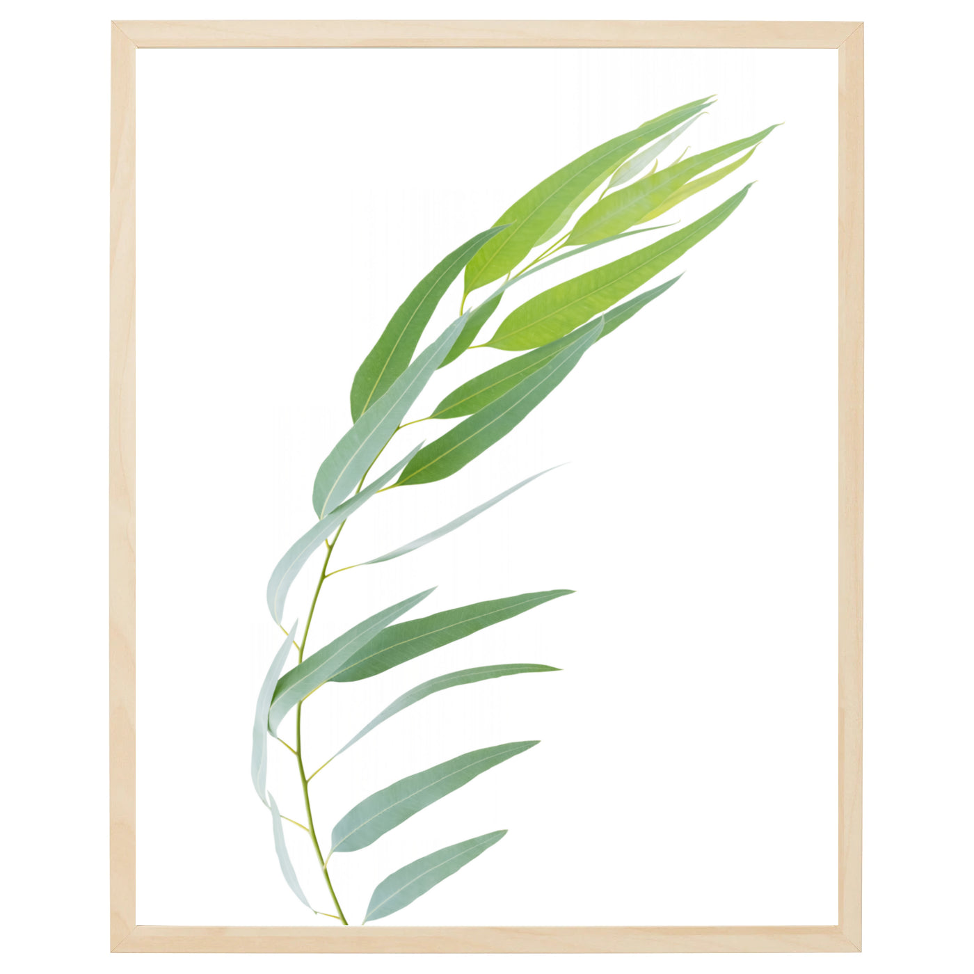 En plakat med en enkelt eukalyptusgren med grønne blade på en blød, grå baggrund. Grenen er skarp og detaljeret, og hver eneste blad kan tydeligt ses med sin karakteristiske aflange form og bløde, grønne farve. Plakaten er perfekt til en minimalistisk eller naturinspireret indretning, og dens beroligende effekt vil skabe en afslappende atmosfære i ethvert rum.