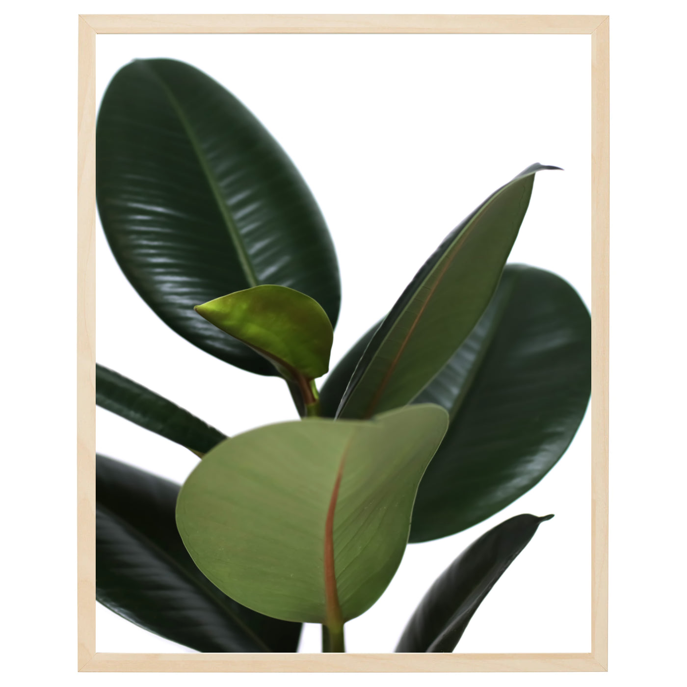 En plakat med grønne blade fra en ficus plante på en lys baggrund. Bladene har en mørk grøn farve og er tæt siddende på plakaten, hvilket skaber en følelse af ro og balance. Den lyse baggrund giver plakaten en frisk, luftig fornemmelse.