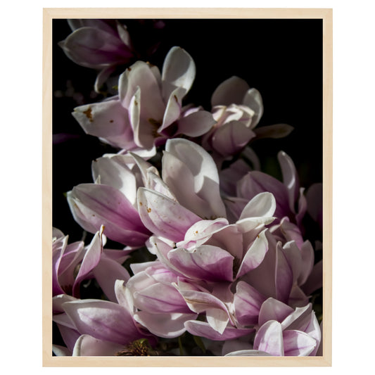 En plakat med en tæt op visning af en hvid magnoliablomst på en mørk baggrund. Blomstens store, bløde kronblade og dens grønne støvdragere er tydelige i billedet. Magnoliaen er en smuk og elegant blomst, der symboliserer evighed, skønhed og ynde.