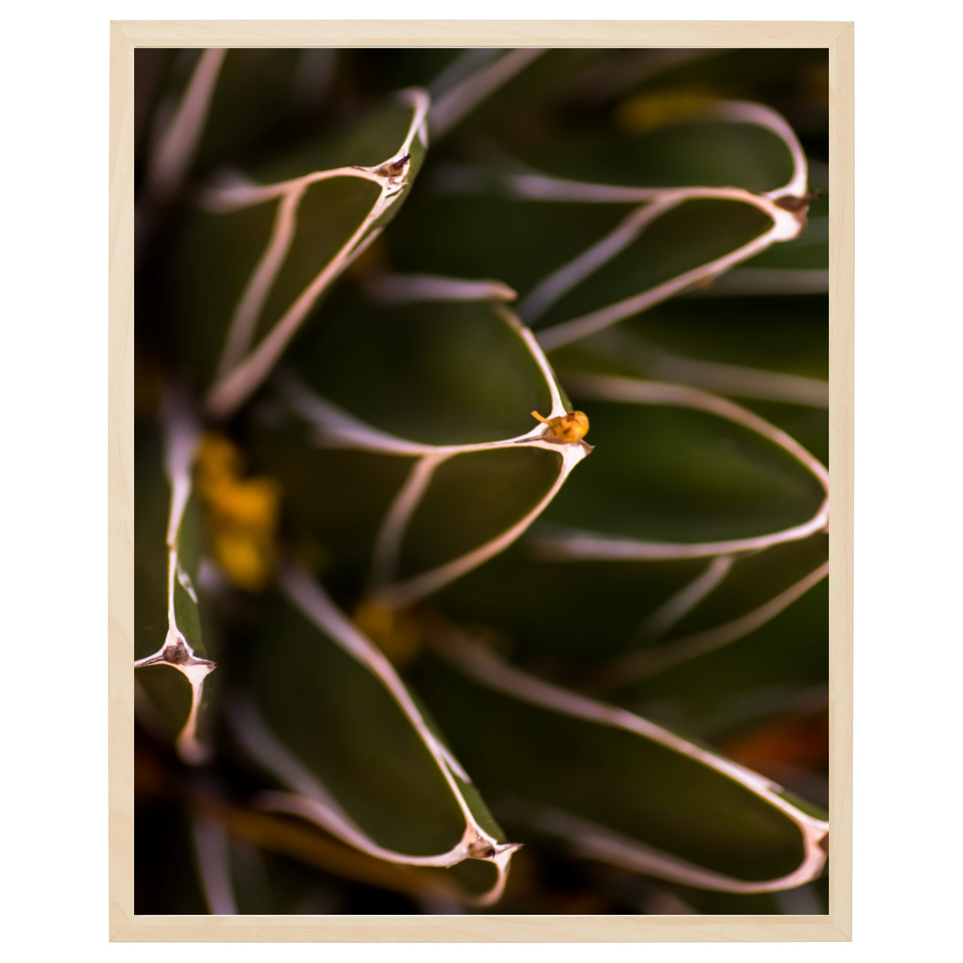Close-up af grønne ørkenplanter med tætte blade og stængler arrangeret i en asymmetrisk mønster. Billedet viser detaljer af ørkenplanternes skønhed og kompleksitet med kontrasterende lys og skygge. Grønne farvetoner dominerer billedet, og skyggerne skaber en interessant og dynamisk kontrast. Alt i alt et imponerende billede af ørkenplanternes frodige og overraskende skønhed.