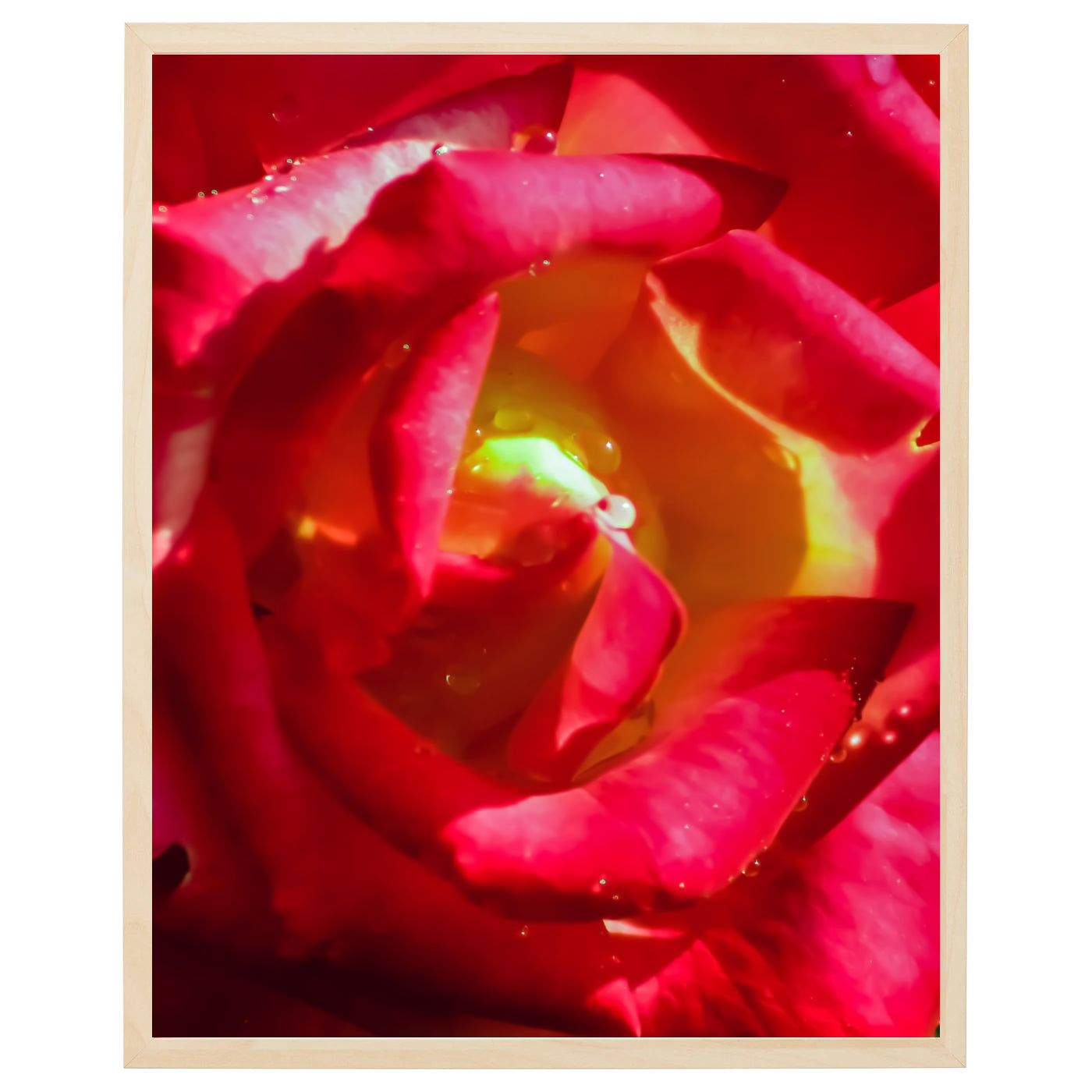 Close-up af en rød rose i fuldt flor. Kronbladene er tæt sammenpakket og bøjet indad, hvilket skaber en dramatisk effekt. Blomsten er fotograferet fra en lav vinkel og er centreret i billedet. De mørkegrønne blade på bagsiden af blomsten tilføjer en naturlig baggrund til blomsten. Et klassisk symbol på romantik og lidenskab.